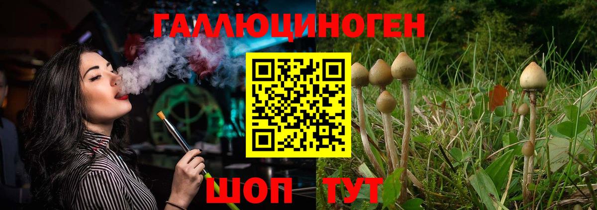 Псилоцибиновые грибы Psilocybine cubensis Заволжье
